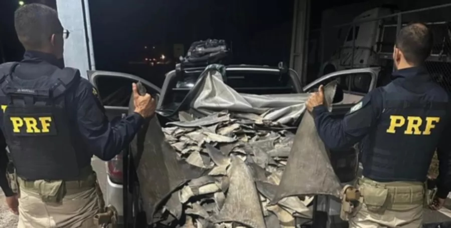 PRF apreende 260 kg de barbatanas de tubarão em Valença do Piauí