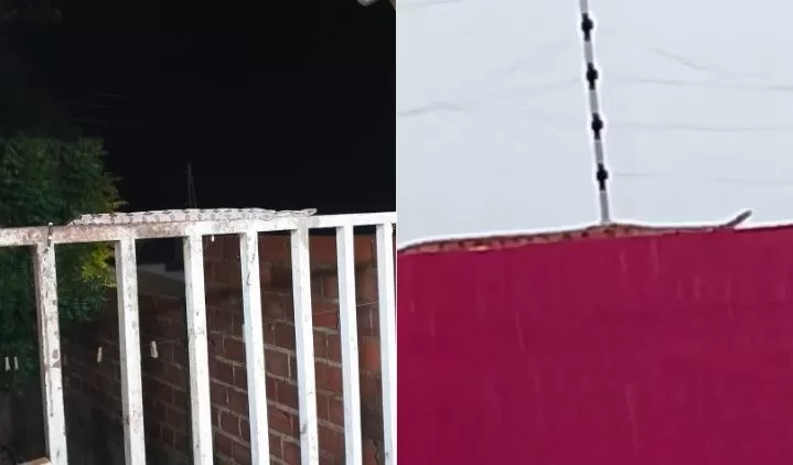 Em menos de 24 horas, outra jiboia é encontrada residência de Elesbão Veloso