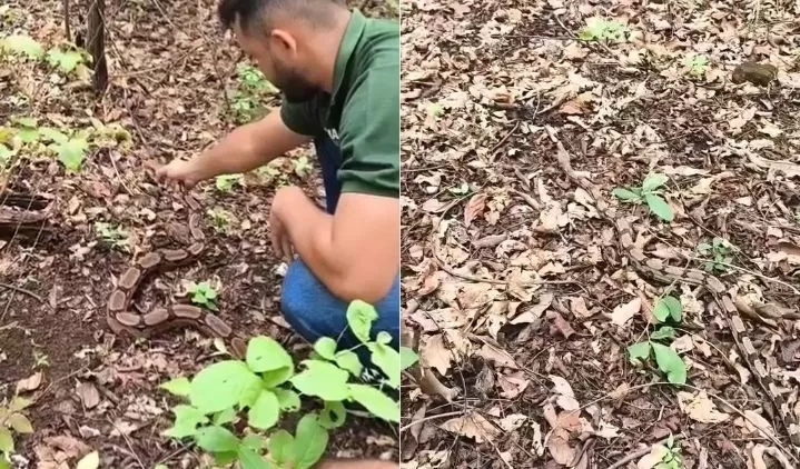 Em menos de 24 horas, duas jiboias são resgatadas dentro de residências em Elesbão Veloso