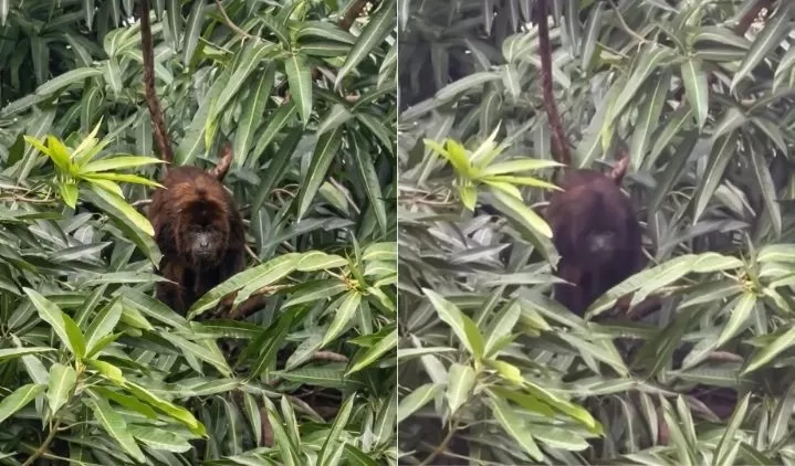 Vereadora de Elesbão Veloso flagra guariba com filhotes no quintal de casa