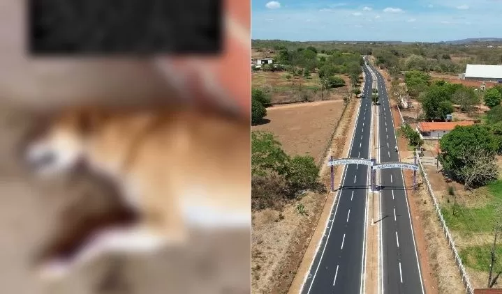 Cachorro é encontrado com corte profundo no pescoço em Elesbão Veloso