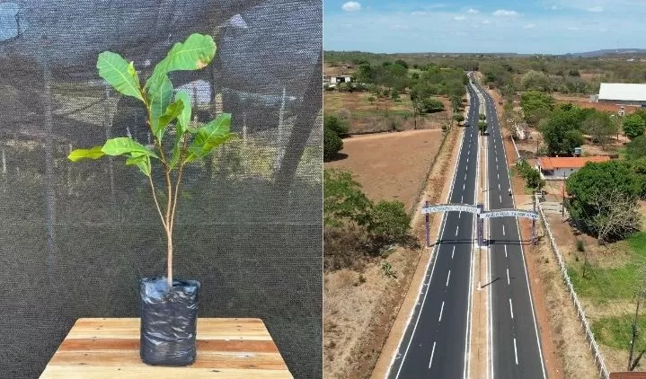 Prefeitura de Elesbão Veloso abre inscrições para entrega de mudas de cajueiro anão precoce