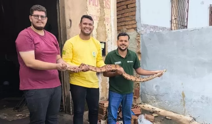 Jiboia de 2,30 metros é resgatada no centro de Elesbão Veloso