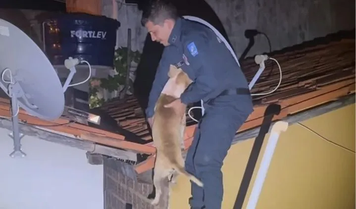 Cachorro é resgatado após aparecer em telhado de casa durante a madrugada no Piauí