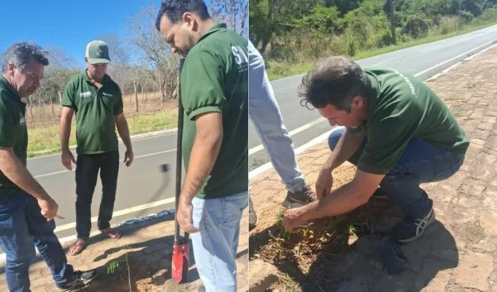 Elesbão Veloso realiza monitoramento e reposição de mudas na Avenida Presidente Castelo Branco